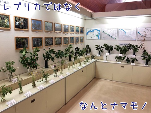 観音崎の植物が生で展示されている様子