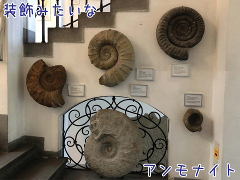 階段の壁に展示されたアンモナイト
