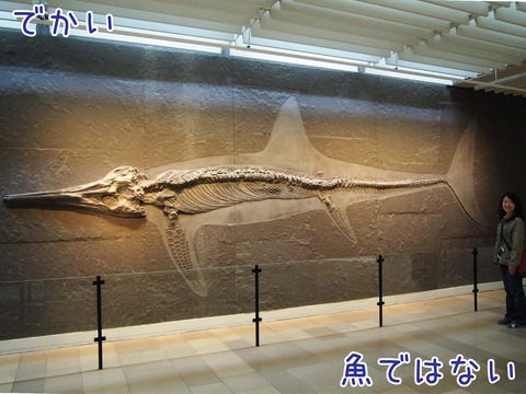 テムノドントサウルスの標本