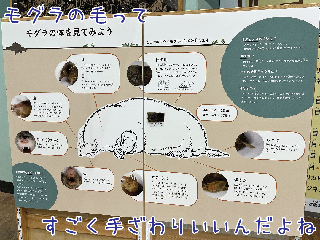 「土竜」と書いて、なんと読むー多摩動物公園(秘境博物館番外) : ゆるジオ