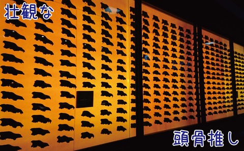 ダイアウルフの頭骨の展示