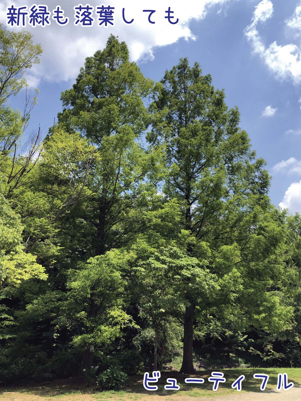 しれっとそこにあるシーラカンス級のストーリー メタセコイア ゆるジオ