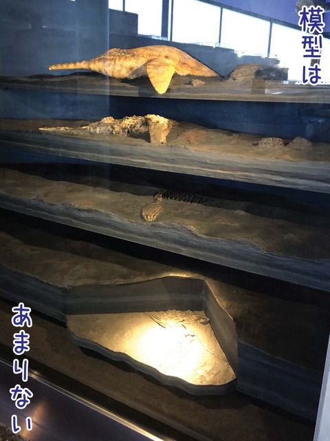 化石ができるまでを模型で説明する展示