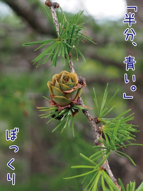 カラマツの松ぼっくり
