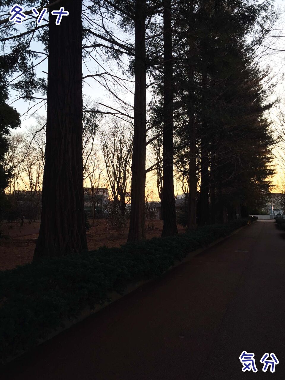 しれっとそこにあるシーラカンス級のストーリー メタセコイア ゆるジオ