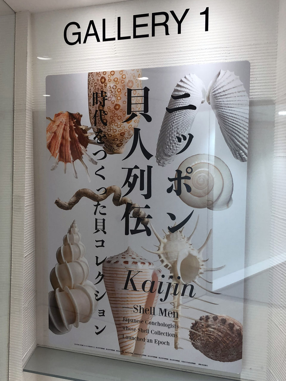 プチ博物館の楽しみ Lixilギャラリー で貝を愛でる ゆるジオ プチ博物館の楽しみ Lixilギャラリー で貝を愛でる ゆるジオ