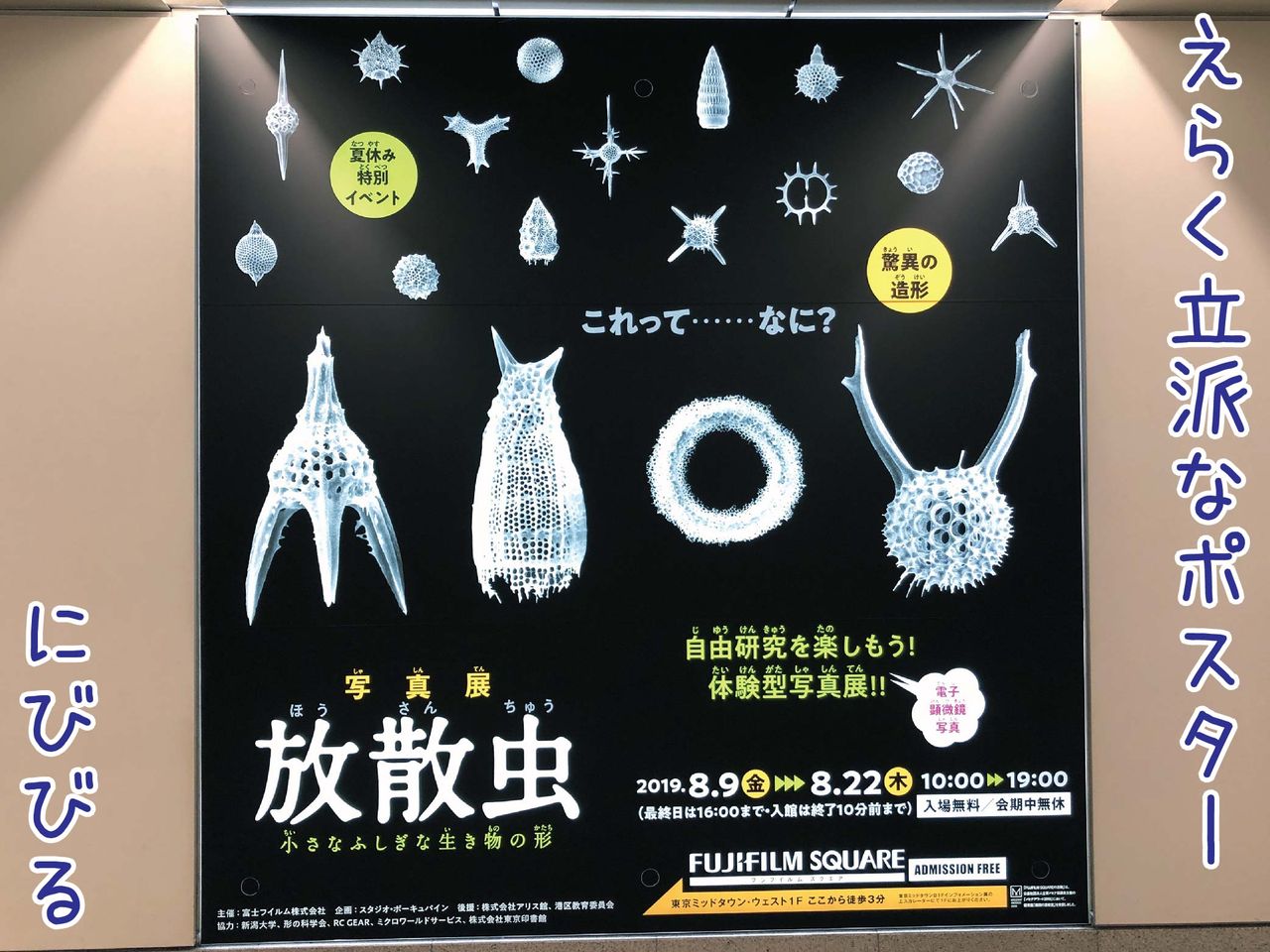 ゆるジオ夏だ！昆虫だ！放散虫だ！？ー誰も知らないミニミニ化石の展示コメント