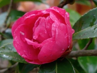 雫のある赤サザンカ（12月21日に撮影）