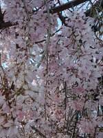��ϩ���Υ����쥶����β֡�4��3����