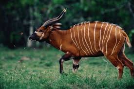 saola