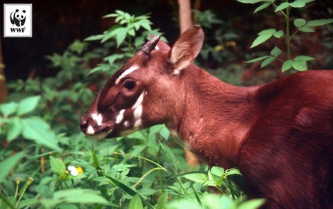 saora