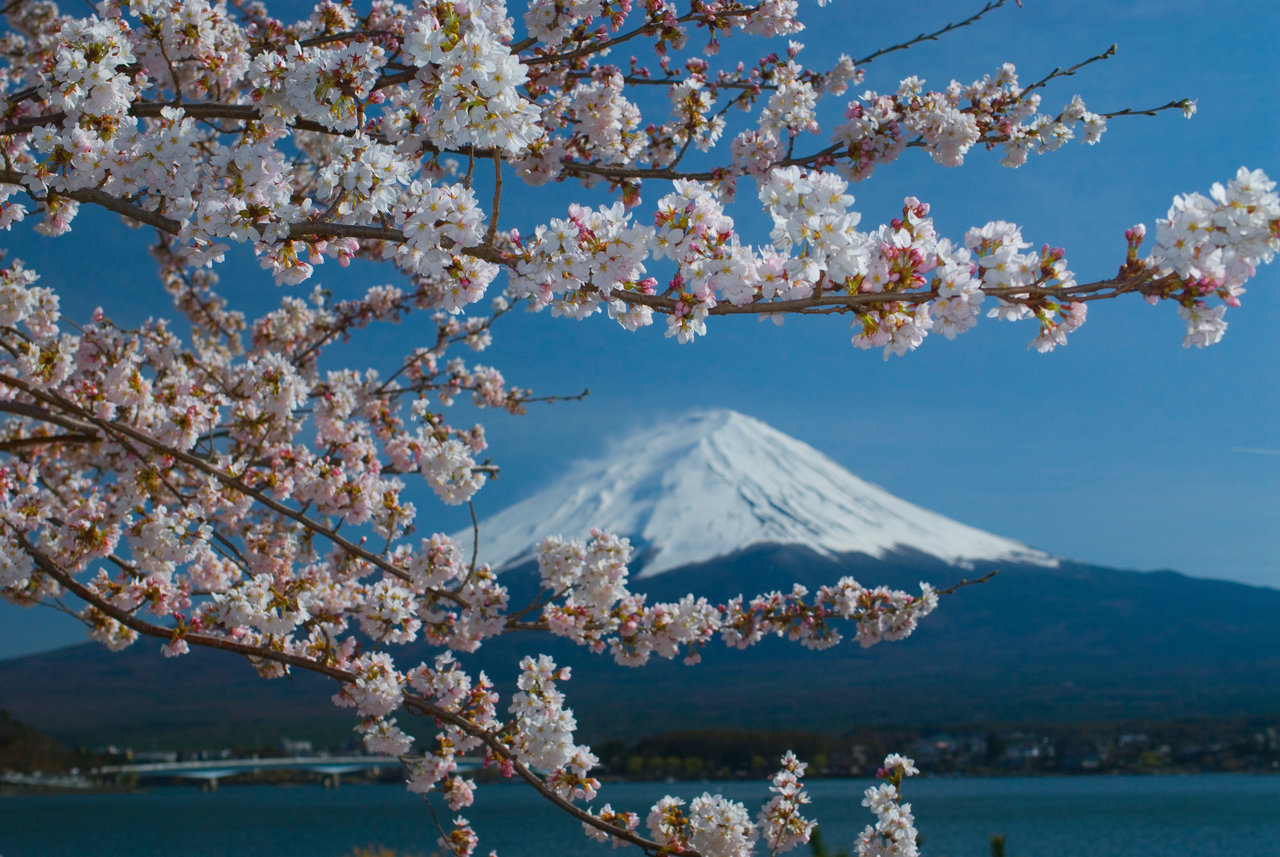 桜が満開です お花見 を英語で言うと Cherry Blossoms英語説明 例文 スラング英語 Com
