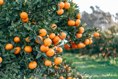 Da Ice Citrusの意味や名前の由来は 第63回日本レコード大賞受賞 超絶 厳選 ニュースまとめch Da Ice Citrusの意味や名前の由来は 第63回日本レコード大賞受賞 超絶 厳選 ニュースまとめch