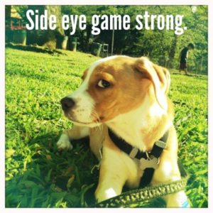 sideeyegame-300x300