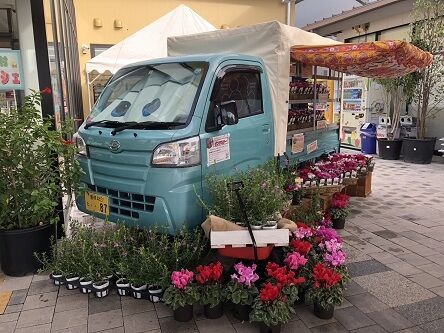 おしゃれ農女　季節の花販売１　時価