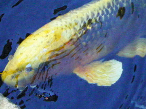 コイキングのコスプレがかっこよすぎるｗｗｗｗｗｗｗｗ かつもくブログ おーぷん2chまとめブログ