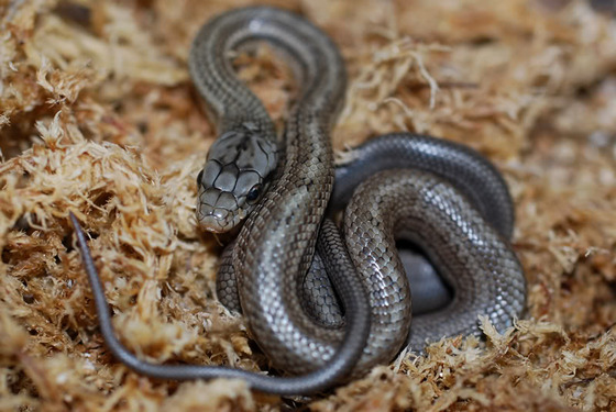 ratsnake_9