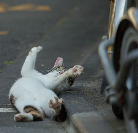 japanese_stray_cat_28