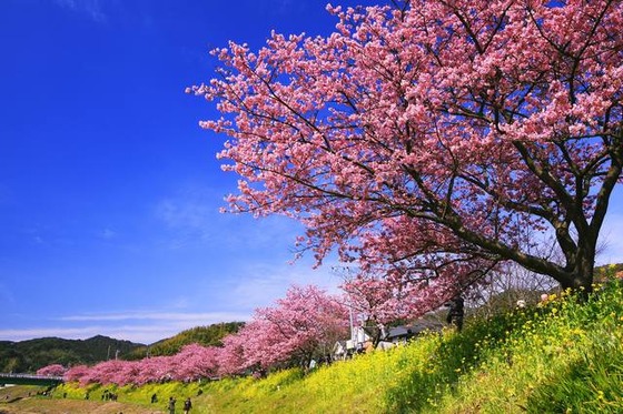 cherryblossam_2016_1