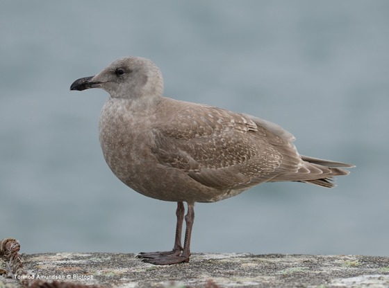 bird_japan_14