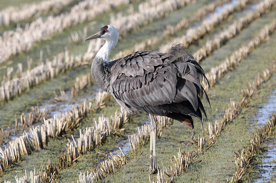 bird_japan_19