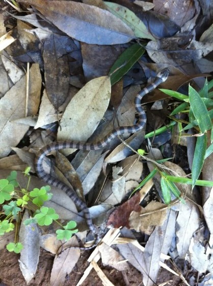 snake_9