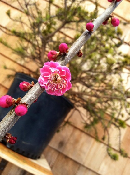 ume_4