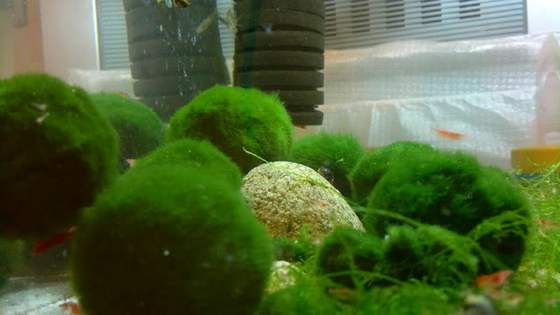marimo12