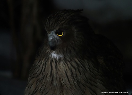 bird_japan_40