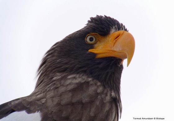 bird_japan_2