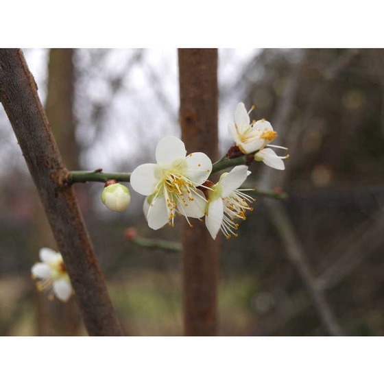 ume_13