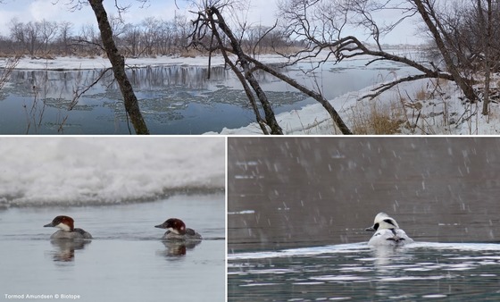 bird_japan_34