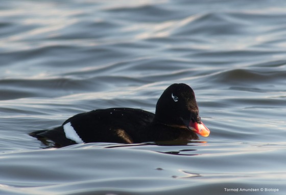 bird_japan_30