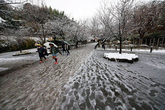 tokyo_snow_20