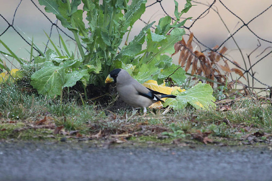 bird_japan_24