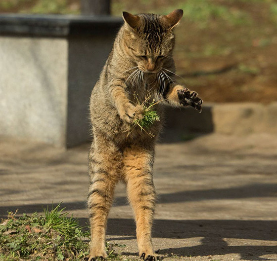 japanese_stray_cat_15