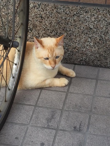 japanese_stray_cat_51
