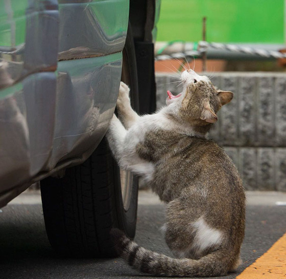 japanese_stray_cat_40