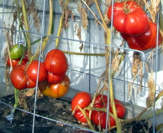 tomato_8