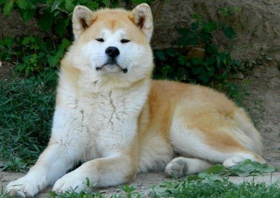 どの犬も素敵だね 日本原産の犬種に対する海外の反応 すらるど 海外の反応 どの犬も素敵だね 日本原産の犬種に対する海外の反応 すらるど 海外の反応