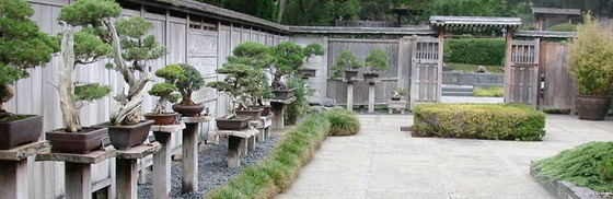 bonsai_style_10