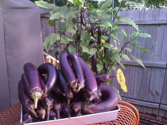 eggplant_5