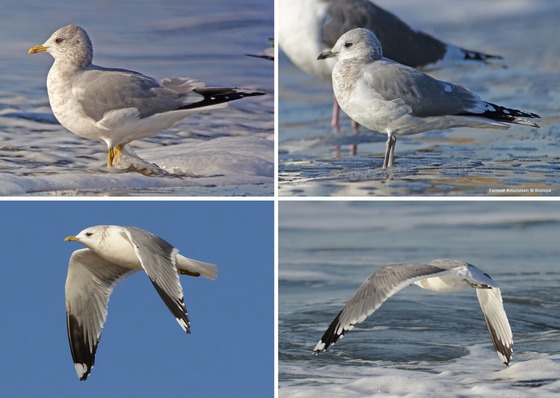 bird_japan_17