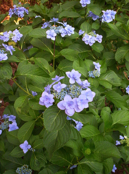 Hydrangeas_1