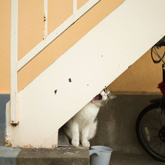 japanese_stray_cat_27