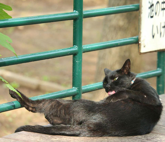 japanese_stray_cat_47