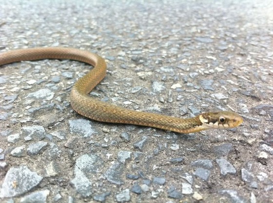snake_3