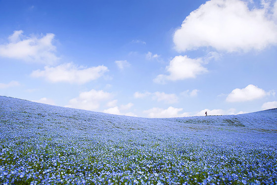 hitachi-seaside-park6