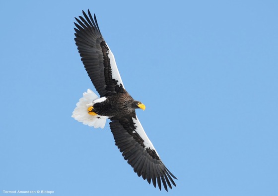 bird_japan_25