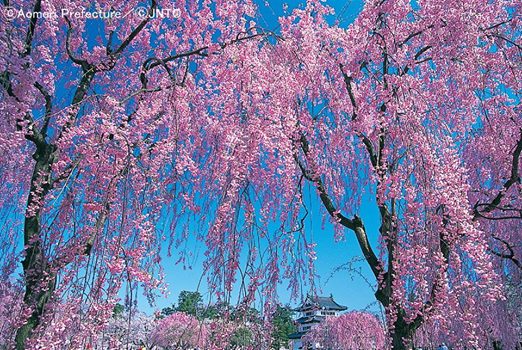 japan_sakura4